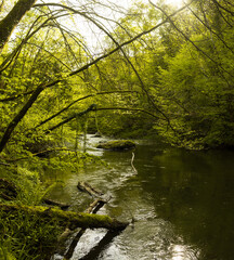 Spring forest details landscape