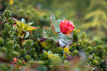 berries on a bush