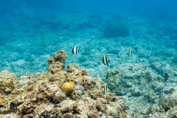 素晴らしいサンゴ礁の美しいツノダシ（ツノダシ科）他の群れ。
圧倒的に大規模な素晴らしく美しいサンゴ礁。

沖縄県島尻郡座間味村阿嘉島の阿嘉ビーチにて。
2021年4月28日水中撮影。
Beautiful Moorish Idol juvenile (Zanclus cornutus) and others in Wonderful coral reefs.
