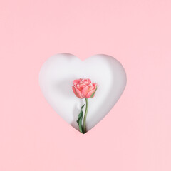 One pink tulip and a heart-shaped frame on pastel pink background. Top view, flat lay, minimalism