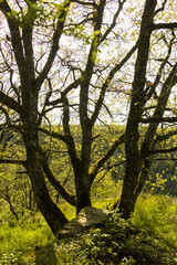 Spring forest details landscape