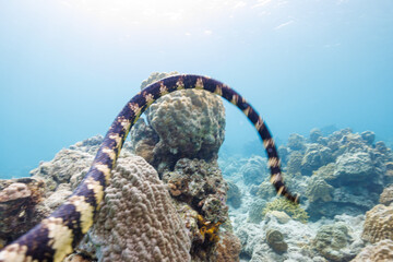 素晴らしいサンゴ礁の美しいエラブウミヘビ（コブラ科）。
圧倒的に大規模な素晴らしく美しいサンゴ礁。

沖縄県島尻郡座間味村阿嘉島の阿嘉ビーチにて。
2021年4月28日水中撮影。
Beautiful Chinese sea snake (Laticauda semifasciata) in the wonderful coral reefs.
