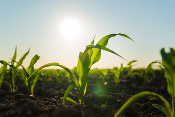 A corn sprout grows against the sun. A corn field with small corn plants on a sunny day