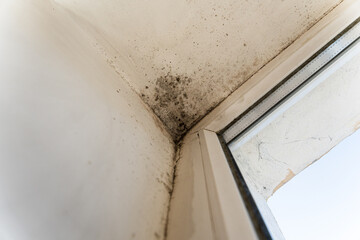 The plastic window is attacked by fungus. Fungus on the wall near the window. Fungus spoils the...