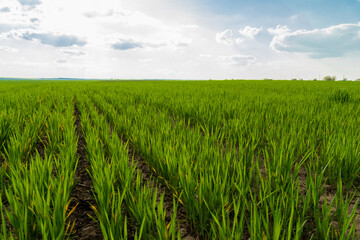 Small wheat plants grow in beautiful rows on the field. Agricultural wheat field on a sunny day....