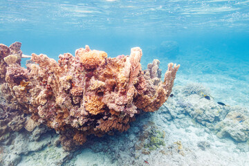 素晴らしいサンゴ礁の城壁のような不思議なサンゴ群生。
圧倒的に大規模な素晴らしく美しいサンゴ礁。

沖縄県島尻郡座間味村阿嘉島の阿嘉ビーチにて。
2021年4月28日水中撮影。
Wonderful coral reef wall-like strange coral colonies.
