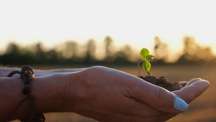 Female hands of farmer holding small green sprout at meadow at sunset. Agronomist getting ready to...