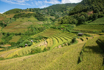 Harvest time at the stunning rice terraces of Mu Cang Chai, Yen Bai, Vietnam