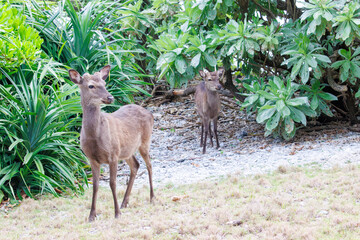 Naklejka na ściany i meble 天然記念物のケラマジカ（アカシカ）。 希少な野生動物ですが、日中から町中に普通に現れます。 写真は集落前の前浜（メーヌハマ）ビーチにて。 日本国沖縄県島尻郡慶良間諸島の阿嘉島にて。 2021年4月28日撮影。 The kerama deer (Aka deer) is a natural treasure. Although a rare wild animal, they commonly ap