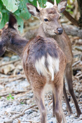 Naklejka na ściany i meble 天然記念物のケラマジカ（アカシカ）。 希少な野生動物ですが、日中から町中に普通に現れます。 写真は集落前の前浜（メーヌハマ）ビーチにて。 日本国沖縄県島尻郡慶良間諸島の阿嘉島にて。 2021年4月28日撮影。 The kerama deer (Aka deer) is a natural treasure. Although a rare wild animal, they commonly ap