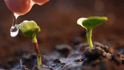 Agriculture. hand two green sprout in the soil water drops irrigation. agriculture concept. hand...