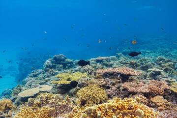 Fototapeta na wymiar 素晴らしいサンゴ礁の美しいイソギンチャクと可愛いクマノミ（クマノミ亜科）の一家。 圧倒的に大規模な素晴らしく美しいサンゴ礁。沖縄県島尻郡座間味村阿嘉島の阿嘉ビーチにて。 2021年4月29日水中撮影。 Lovely family of Yellowtail clownfish (Amphiprion clarkii) and beautiful Sea anemone and others i