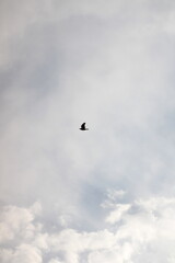 Fototapeta na wymiar Bird soaring through the sky