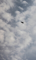 Flying black bird above a cloudy sky