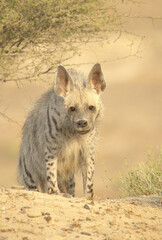Hyena standing near foliage and shrubbery