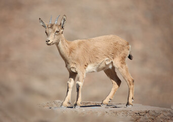 Naklejka na ściany i meble Baby gazelle perched on a rocky hillside