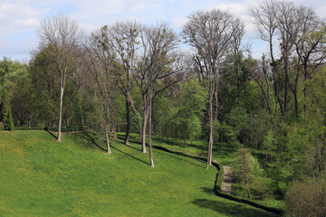 Trees and green grass on a hill in the park