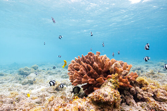 素晴らしいサンゴ礁の可愛いサンゴに住む美しいミスジリュウキュウスズメダイ（スズメダイ科）の群れ他。

沖縄県島尻郡座間味村阿嘉島の北浜（ニシバマ）ビーチにて。
2021年4月29日水中撮影。

Schools of beautiful Whitetail dascyllus and others living in the lovely coral on the beautiful in Wond