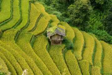 The beautiful rice terraces of Mu Cang Chai, Yen Bai, Vietnam