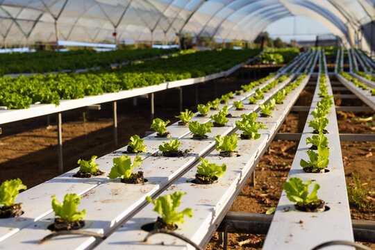 Lettuce rows thrive in a vast hydroponic greenhouse