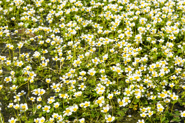 Renoncules aquatiques en fleurs formant un tapis à la surface d'un étang, Ranunculus aquatilis