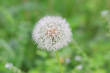 たんぽぽ（綿毛）