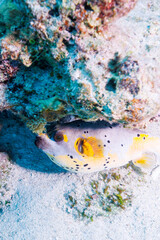 素晴らしいサンゴ礁の犬のように可愛いコクテンフグ（フグ科）。
怒って膨らんでいる。
圧倒的に大規模な素晴らしく美しいサンゴ礁。

沖縄県島尻郡座間味村阿嘉島の阿嘉ビーチにて。
2021年4月29日水中撮影。
A Blackspotted puffer (Arothron nigropunctatus), lovely as a dog on a wonderful coral reef.
Angr