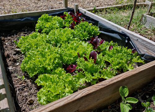 Potager avec semis et belles plantes de salades dans la terre