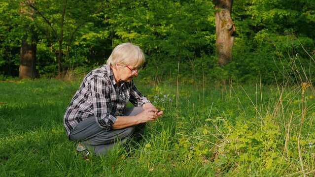 An elderly woman picks wildflowers in the forest