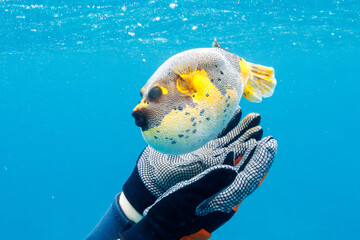 素晴らしいサンゴ礁の犬のように可愛いコクテンフグ（フグ科）。
怒って膨らんでいる。
圧倒的に大規模な素晴らしく美しいサンゴ礁。

沖縄県島尻郡座間味村阿嘉島の阿嘉ビーチにて。
2021年4月29日水中撮影。
A Blackspotted puffer (Arothron nigropunctatus), lovely as a dog on a wonderful coral reef.
Angr