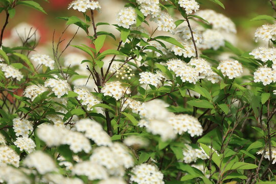 Reeves Spirea