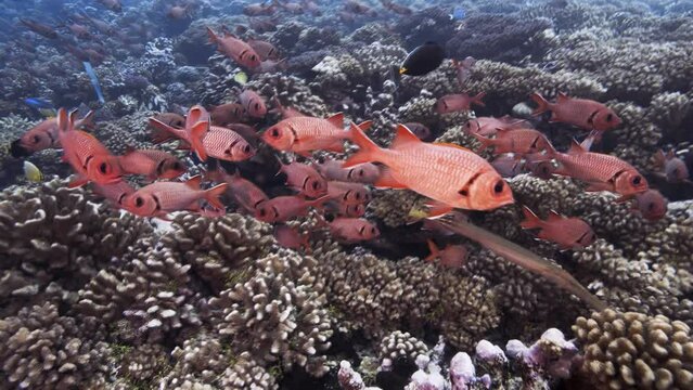 Red Soldier fish and trumpet fish in clear water on a tropical coral reef, Tuamotu archipelago, french Polynesia