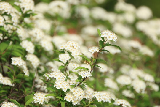 絵画 Reeves spirea national PLANT NETWORK 2.25 Gal. Spirea Reeves Flowering