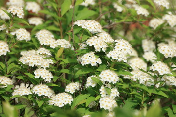 春に開花したコデマリの白い花