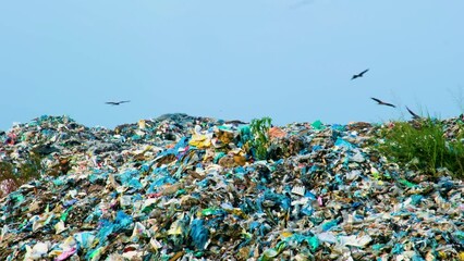 Flock of Eagles Birds Flying At Landfill Garbage, Environmental Impact, Pollution - Powered by Adobe