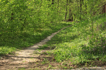 Ground path in the park