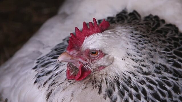 Closeup of Light Sussex hen sitting on nest. UK