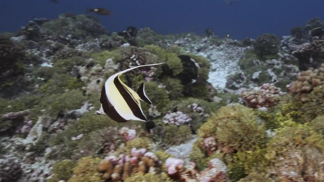 Close shot of moorish idol fish on a tropical coral reef, tuamotu archipelage, french polynesia, tahiti, south pacific ocean