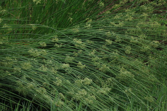 新緑のイグサの穂