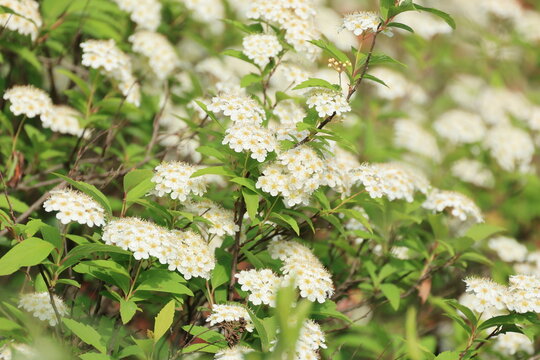 Reeves Spirea | Plant Addicts