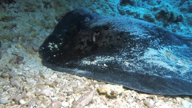 Black spotted stingray lying on sand in Mauritius Island