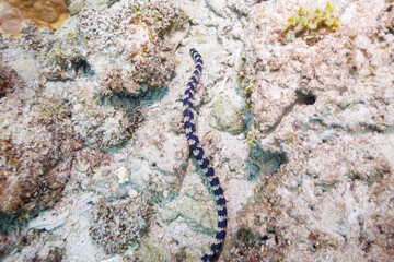 素晴らしいサンゴ礁の美しいエラブウミヘビ（コブラ科）。
圧倒的に大規模な素晴らしく美しいサンゴ礁。

沖縄県島尻郡座間味村阿嘉島の阿嘉ビーチにて。
2021年4月29日水中撮影。
Beautiful Chinese sea snake (Laticauda semifasciata) in the wonderful coral reefs.
