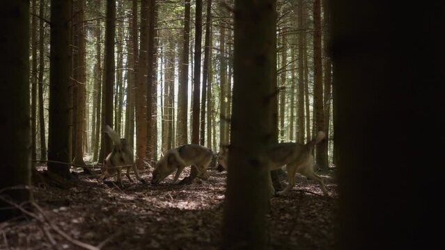 A pack of wolfhounds in the forest