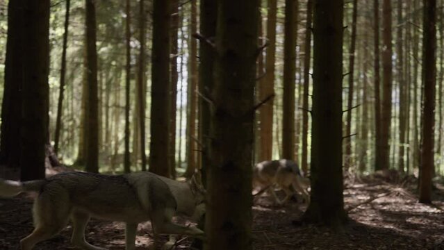 Wolfhound running trough the forest