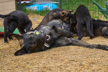 Beautiful German Shepherd dog plays with her puppies in their run on a warm spring day in Skaraborg Sweden