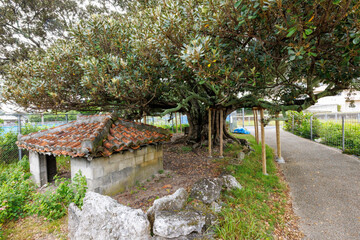 座間味村指定文化財の御殿（ウルン）の木。
樹齢400年以上、高さ13m、幅17mの巨大なアカテツで、古くから拝所（聖地）として祭事が行われてきた。
日本国沖縄県島尻郡慶良間諸島の阿嘉島にて。
2021年4月29日撮影。
The Ulun tree is a designated cultural asset of Zamami Village.
The Akatetsu tree (Pouteri