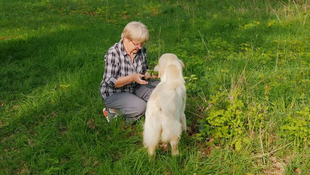 An elderly woman is picking flowers in the park, her dog is bothering her and wants to play.