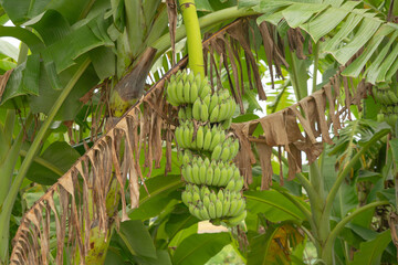 Banana on tree. Nature food in garden farm. Fruit.