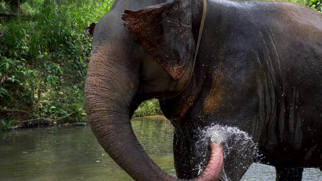 Slow motion SLR close-up of Elephant trunk spraying water bathing in jungle river lake in Sri Lanka Asia Orphanage rescue foundation animal tourism