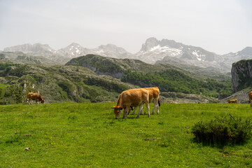Fototapeta na wymiar A herd of cows are grazing in a lush green field Enol lakes in covadonga asturias